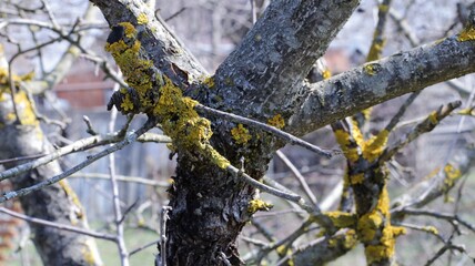 yellow lichen covering fragments of apple bark in an orchard, a spring garden with fruit trees suffering from lichen ailments, garden tree diseases in detail