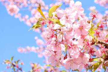 さくら 桜 美しい サクラ ピンク 花びら 美しい 満開 かわいい 和風 日本 花見