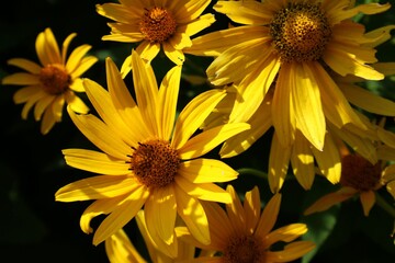 False flowers (Heliopsis helianthoides) on a green background

