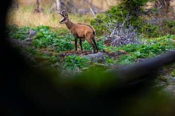 The chamois stands in the stony slope. Wild animal in its natural environment.