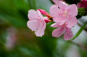 The morning flowers and plant in the garden after rain.