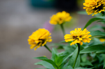 The morning flowers and plant in the garden after rain.