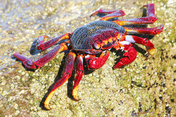 rote_Klippenkrabe © Stephan von Mikusch