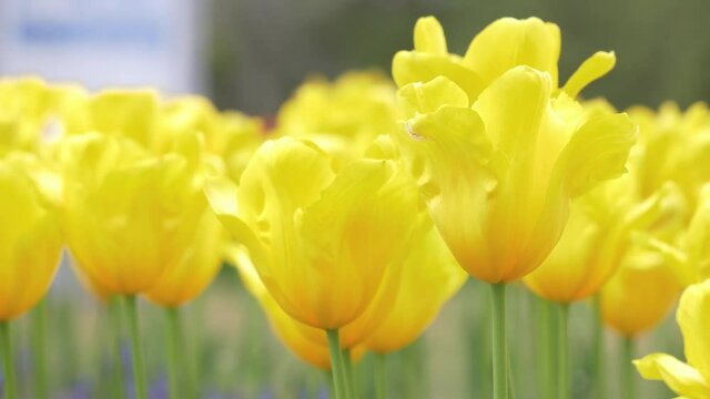 Full-blooming Tulip in yellow swaying in wind. Full-bloom.