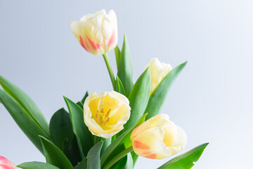 Fresh tulips in a beautiful vase
