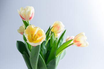 Fresh tulips in a beautiful vase