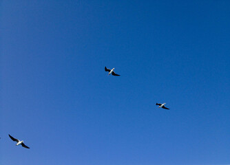 seagull in the blue sky