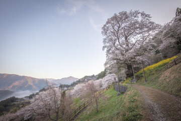 高知県 ひょうたん桜