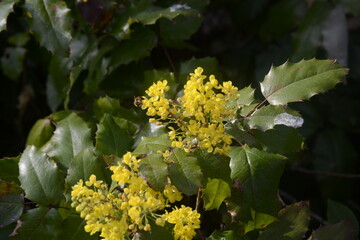 yellow flowers in spring and summer 2021 in Germany