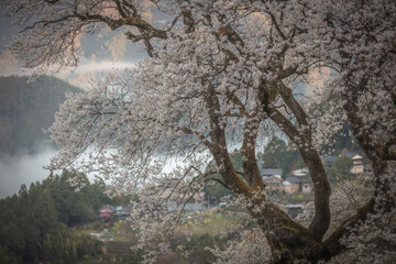 高知県 ひょうたん桜