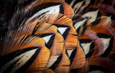 colored pheasant feathers with a visible texture. background
