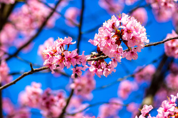 Kirschblüten vor blauem Himmel mit Ästen in rosa