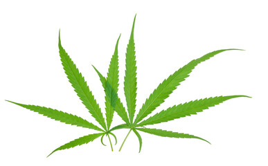 Fresh cannabis Marijuana green leaves isolated on white background with clipping path