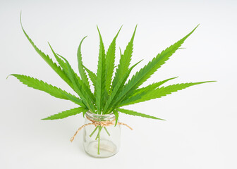 Fresh cannabis Marijuana green leaves in glass vase on white background