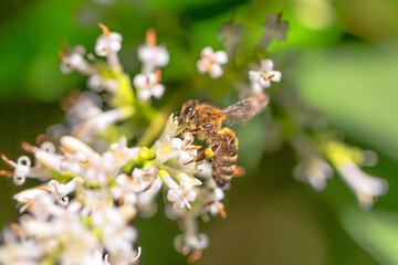 Honigbiene bei der Nahrungssuche
