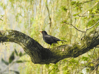 Black bird on a thick branch