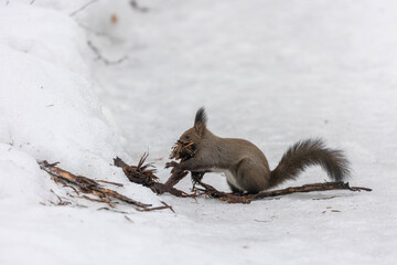 巣作り中のエゾリス