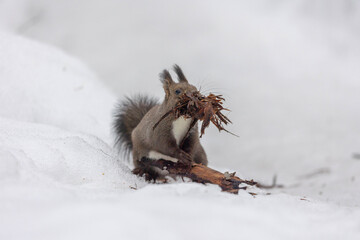 巣作り中のエゾリス