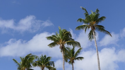 Plakat top of palm trees and the sky in Guadeloupe