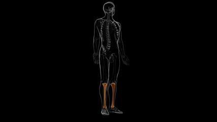 Human skeleton anatomy Tibia Bone 3D Rendering