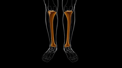 Human skeleton anatomy Tibia Bone 3D Rendering © mybox