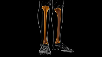 Human skeleton anatomy Tibia Bone 3D Rendering © mybox