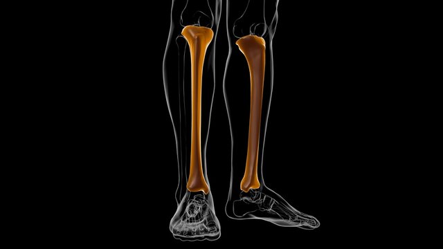 Human skeleton anatomy Tibia Bone 3D Rendering