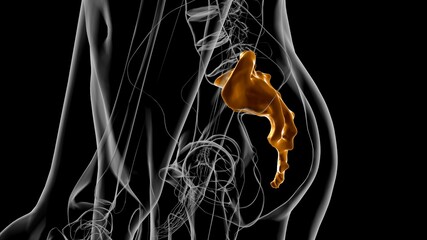 Human skeleton anatomy Sacral Bone 3D Rendering © mybox