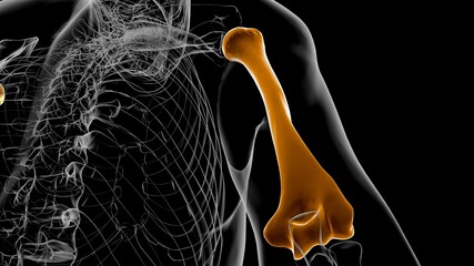 Human skeleton anatomy Humerus Bone 3D Rendering © mybox