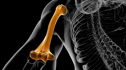 Human skeleton anatomy Humerus Bone 3D Rendering © mybox