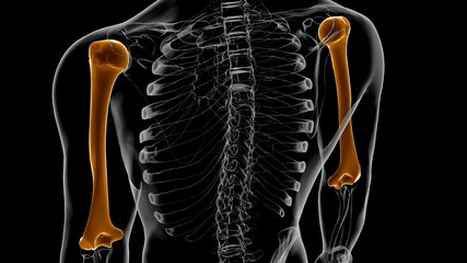 Human skeleton anatomy Humerus Bone 3D Rendering © mybox