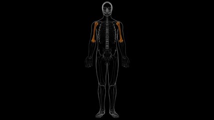 Human skeleton anatomy Humerus Bone 3D Rendering