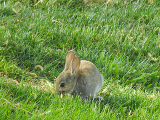 Rabbit on the grass in the sun