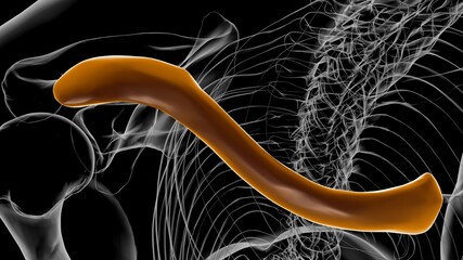 Human skeleton anatomy Clavicle Bones 3D Rendering © mybox