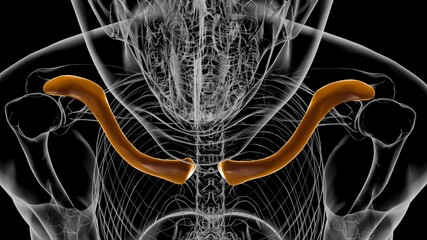 Human skeleton anatomy Clavicle Bones 3D Rendering © mybox
