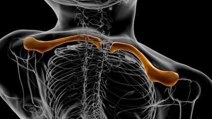 Human skeleton anatomy Clavicle Bones 3D Rendering © mybox