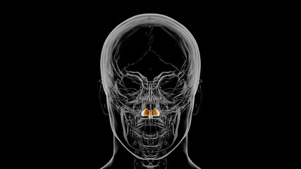Human Skeleton Alar cartilage Anatomy 3D