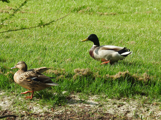 Two ducks on green grass near the water