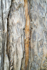 Close-up of the bark of the Melaleuca tree also known as Paperbark Tree, near Darwin in the Northern Territory of Australia