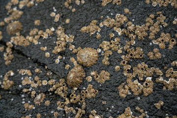 Close up of seashells on rocks, Faroe Islands