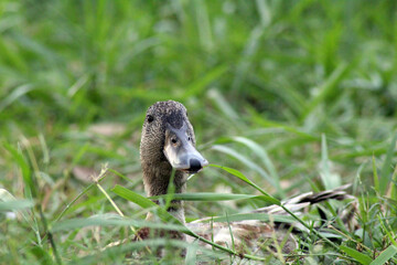 Fototapeta premium duck in the grass