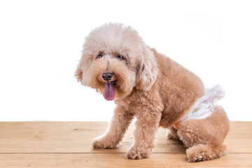 Male toy poodle dog with diaper seated on wooden floor