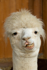 Alpaka macht witzige Grimassen © HeiSpa