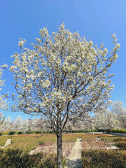 Almendro prunus dulcis
