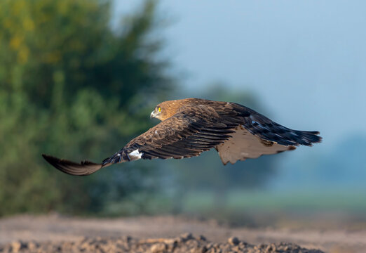 eagle low flight for prey , The short-toed snake eagle, also known as the short-toed eagle, is a medium-sized bird of prey in the family Accipitridae 