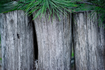 A fence made of logs in the forest under the spruce. Close-up. Copy space.