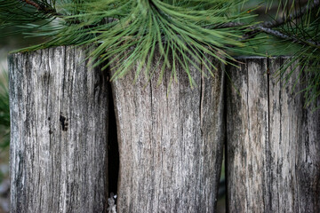 A fence made of logs in the forest under the spruce. Close-up. Copy space.