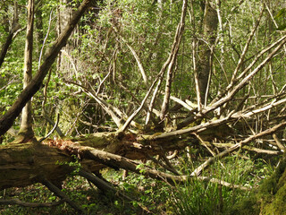 Horizontal trunk in a forest with long branches