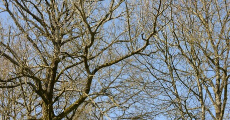 les arbres &agrave; Barr&eacute; Nevez en Bretagne Cornouailles Finist&egrave;re France 