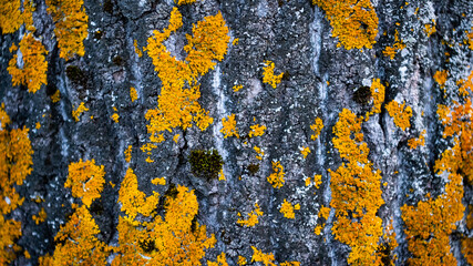 Yellow moss on tree bark. Grey background. Copy-space. Close up. Defocus.